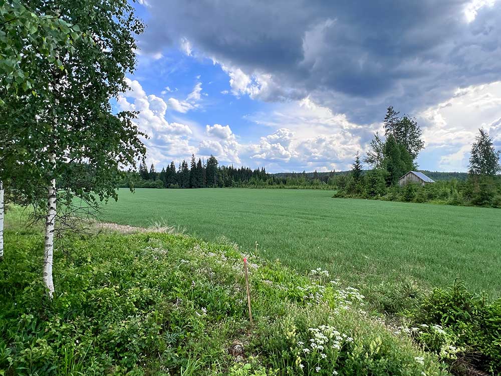 Hiitolanjoki Kolo Nro 1 pellonreuna Mets terapiakeskus Luonnollista 